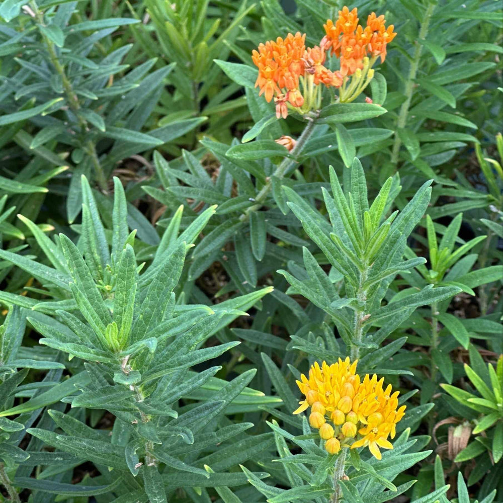 Gay Butterflies Butterfly Weed