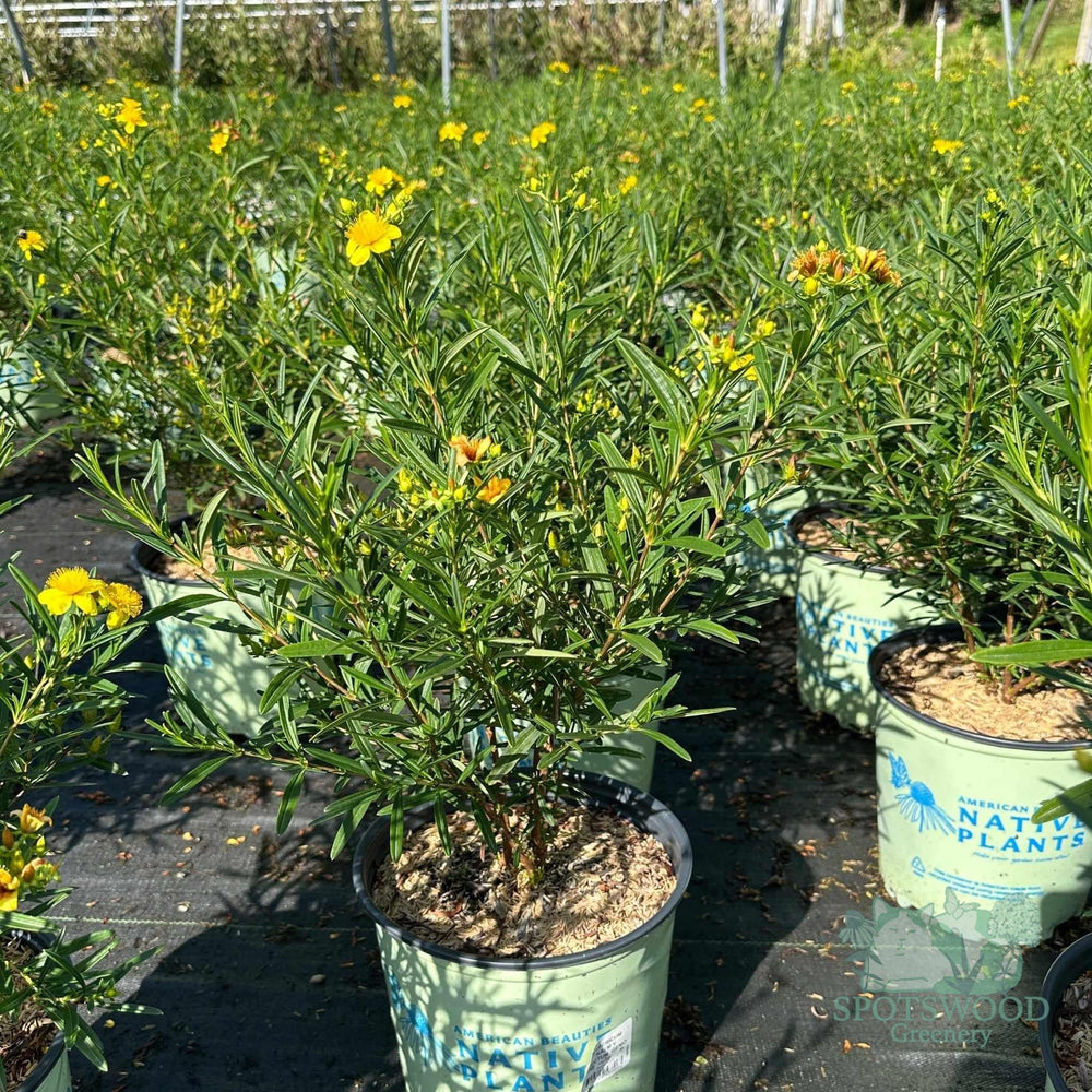 hypericum-kalmianum-gemo