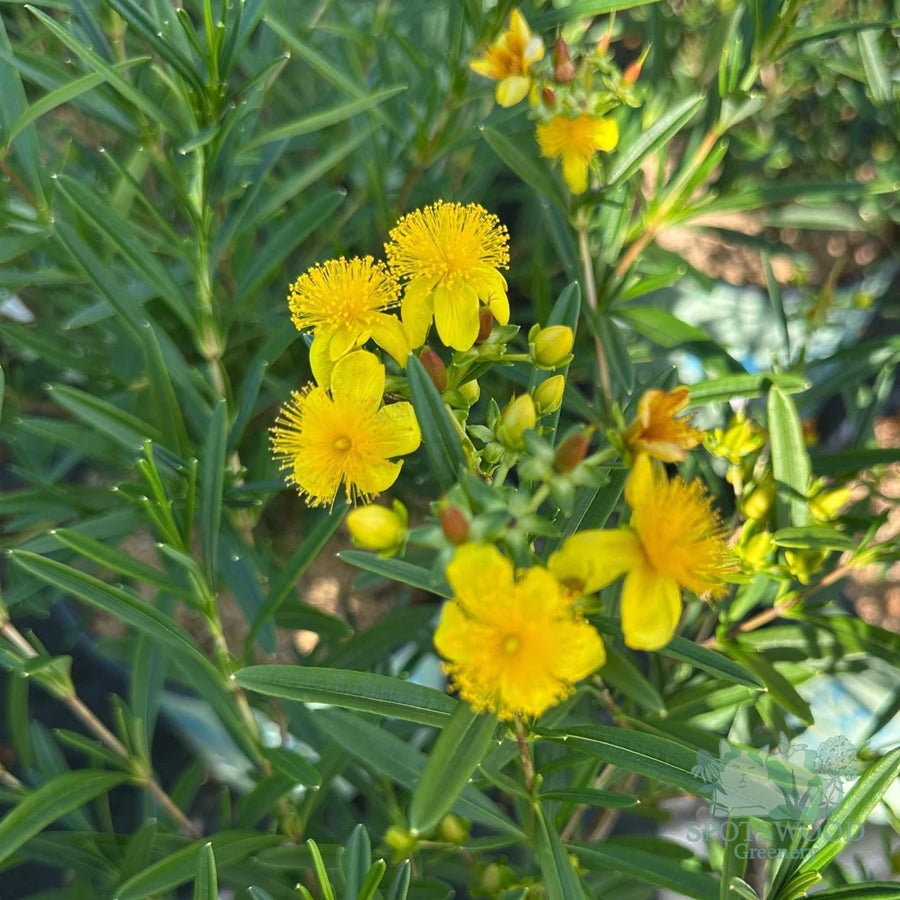 hypericum-kalmianum-gemo