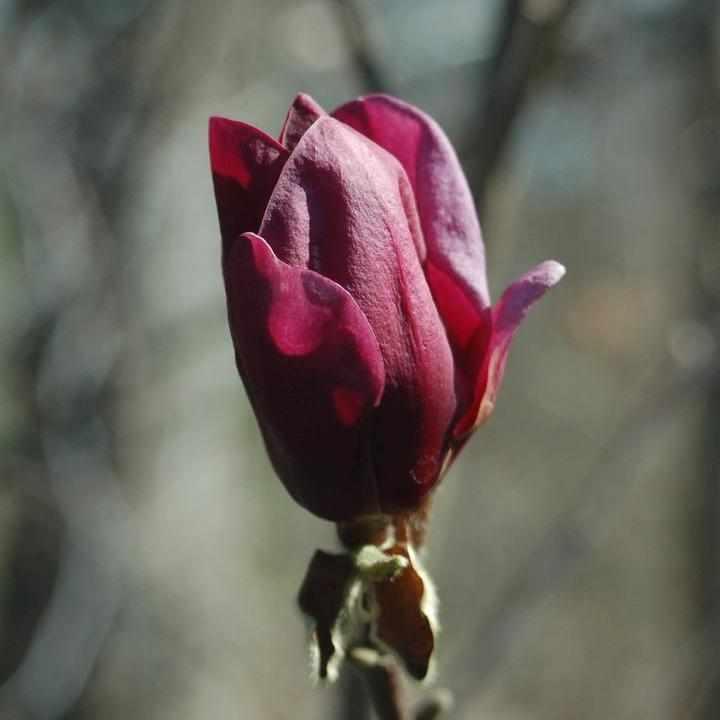 Genie Magnolia