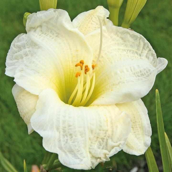 Gentle Shepherd Daylily