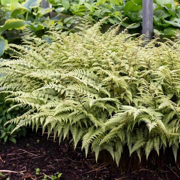 Ghost Painted Fern