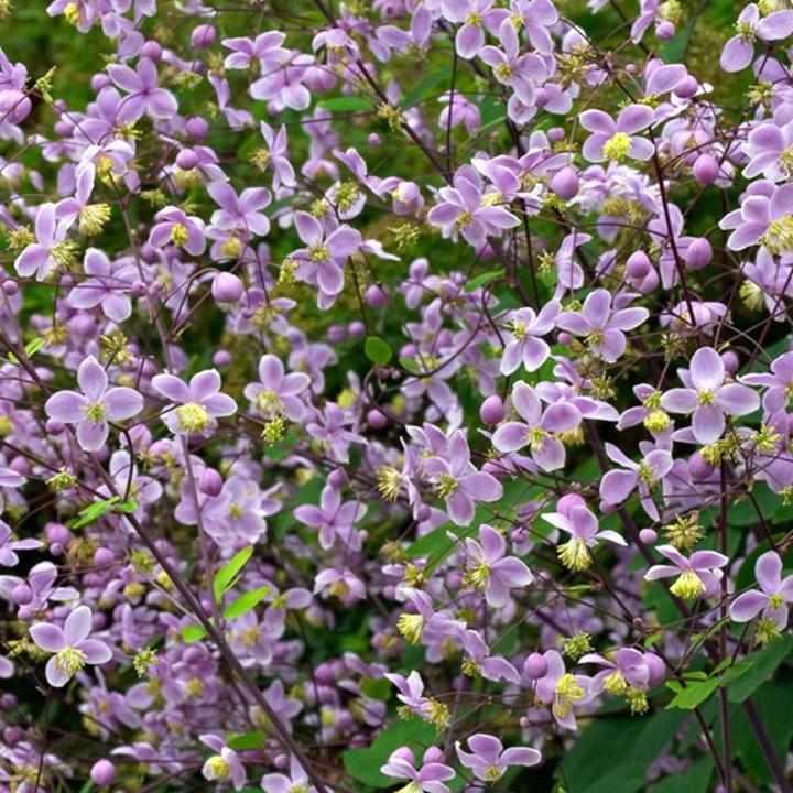 Giant Meadow-rue