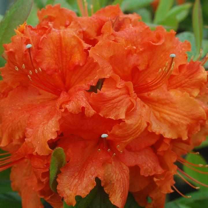Gibraltar Azalea
