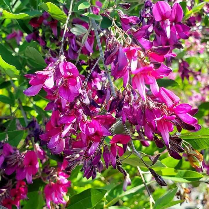 Gibraltar Bush Clover