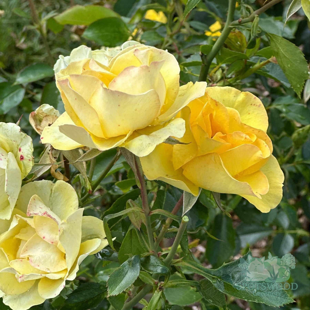 rosa-guilded-sun