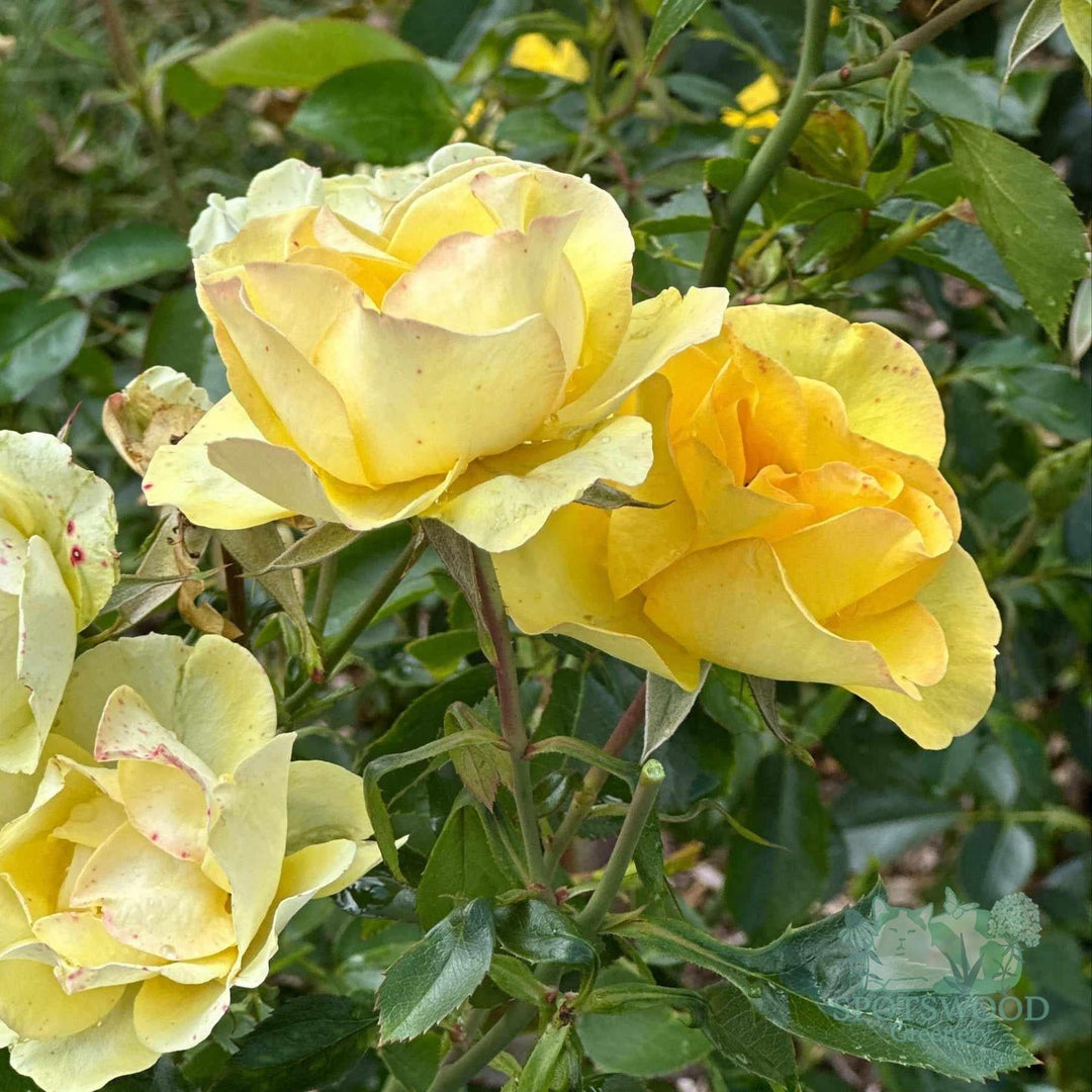 rosa-guilded-sun