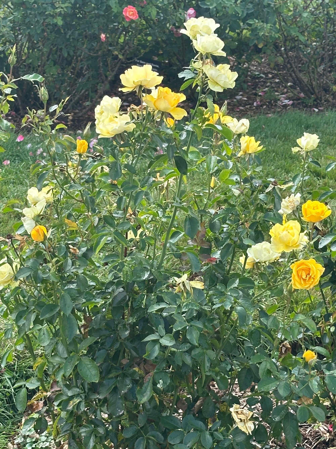 Gilded Sun® Floribunda Rose
