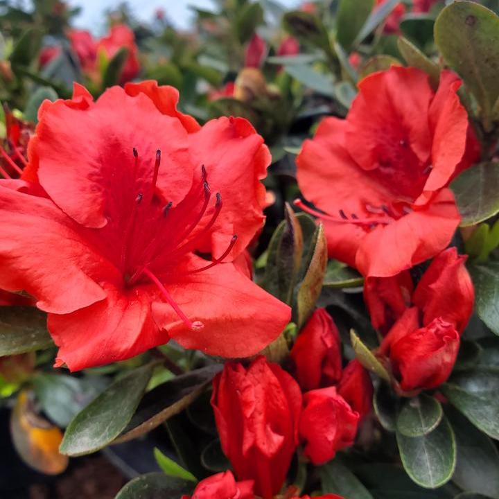 Girards Crimson Azalea