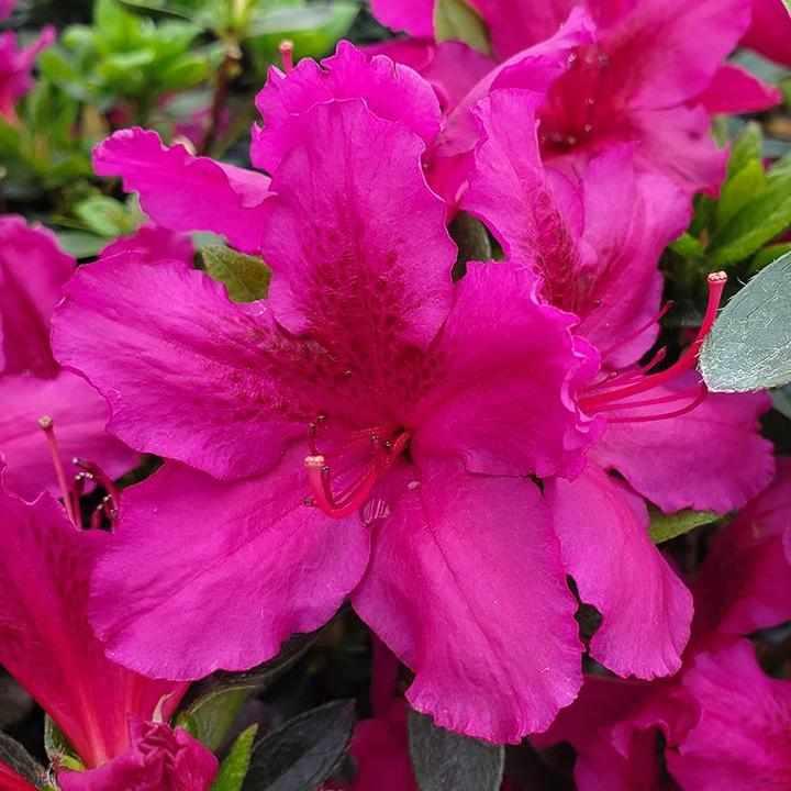 Girards Fuchsia Azalea