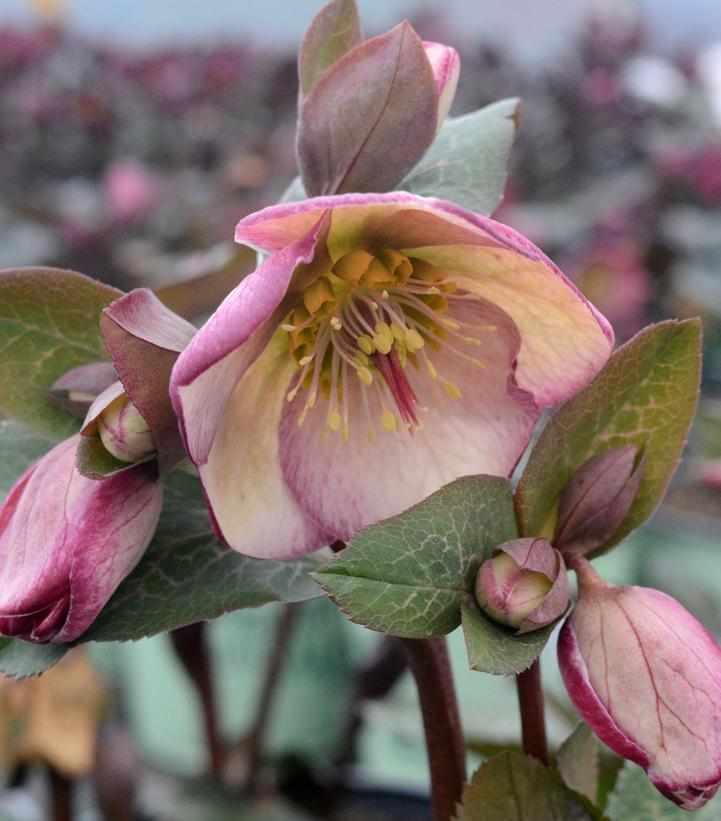 Glenda's Gloss Lenten Rose