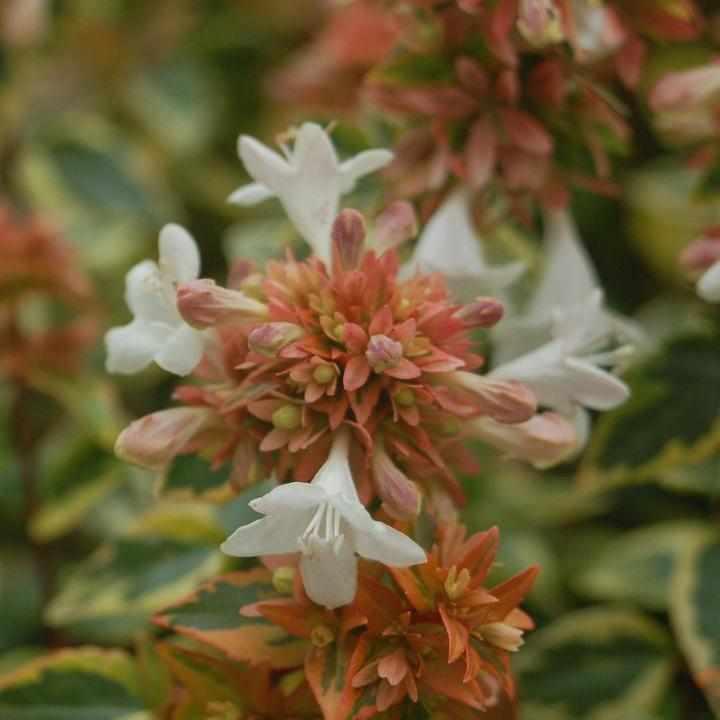 Glossy Abelia
