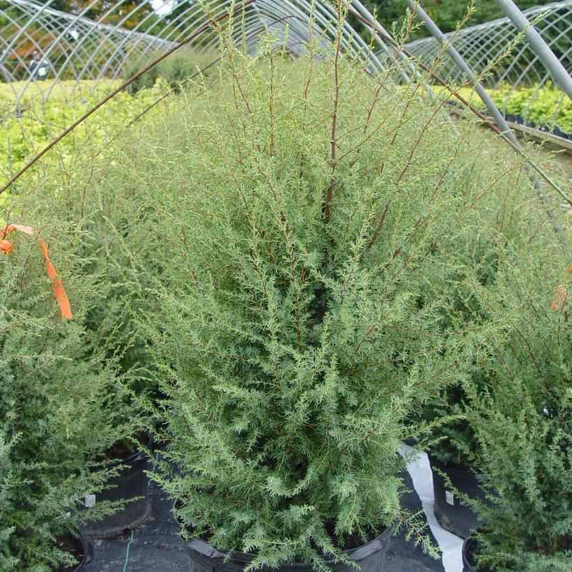 Gnom Juniper