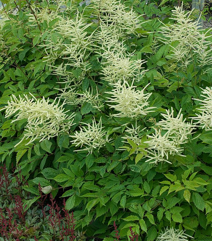 Goats Beard, Brides Feathers