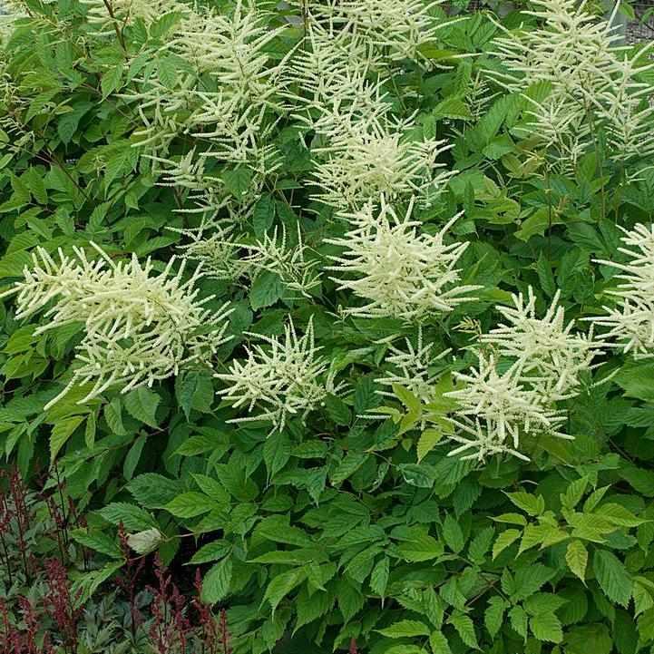 Goats Beard