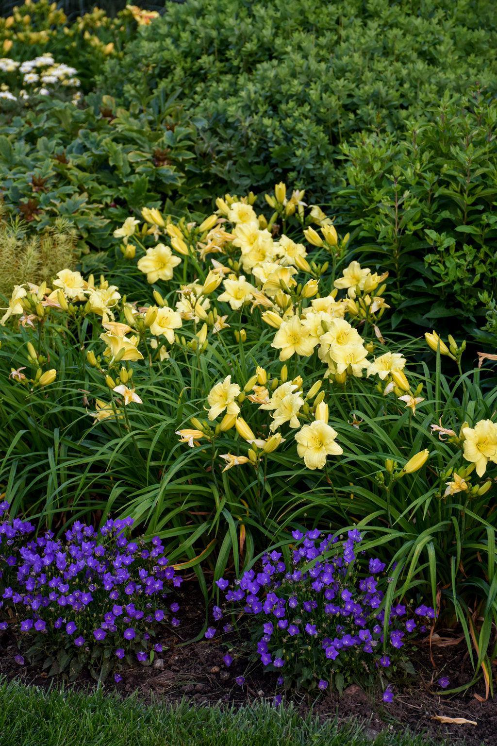 Going Bananas Daylily