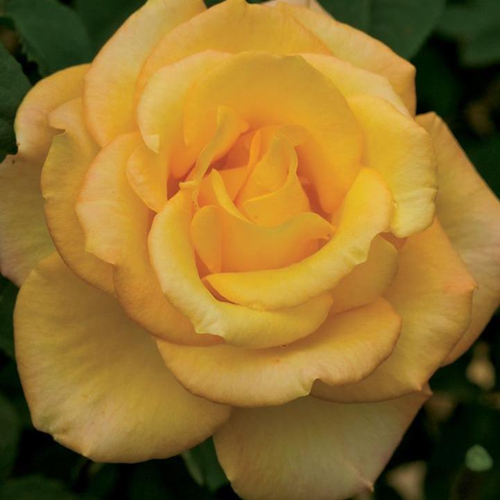 Gold Medal® Rose