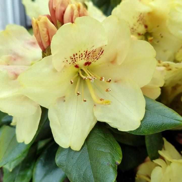 Gold Prinz Rhododendron