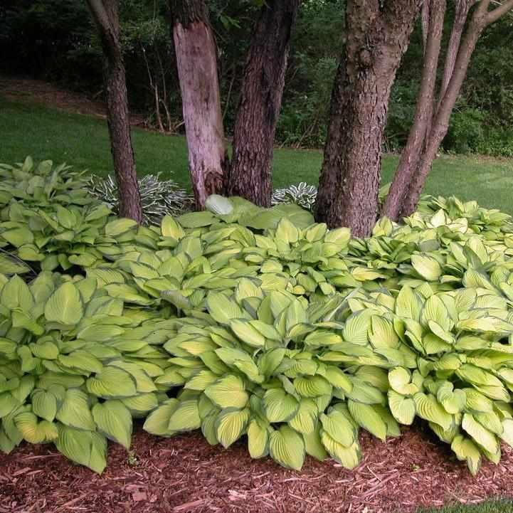 Gold Standard Hosta