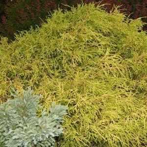 Gold Thread Cypress
