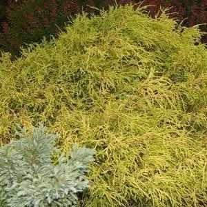 Gold Thread Cypress