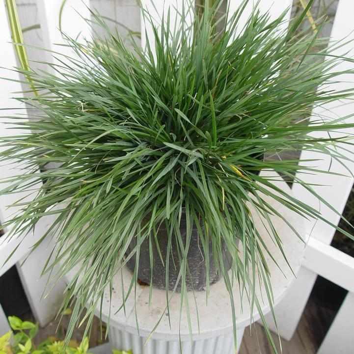 Golden Dew Tufted Hair Grass
