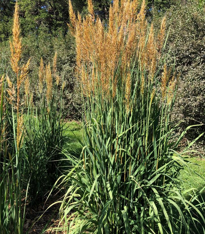 Golden Sunset® IndianGrass