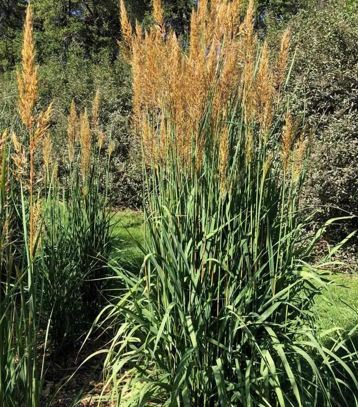 Golden Sunset® IndianGrass