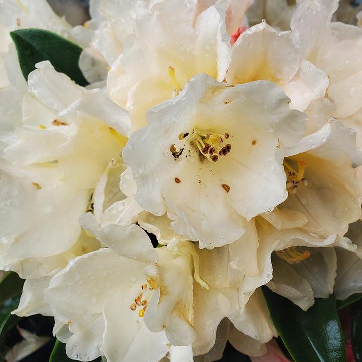 Golden Torch Rhododendron