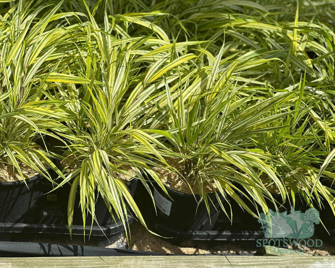 hakonechloa-macra-golden-variegated-hakone-grass