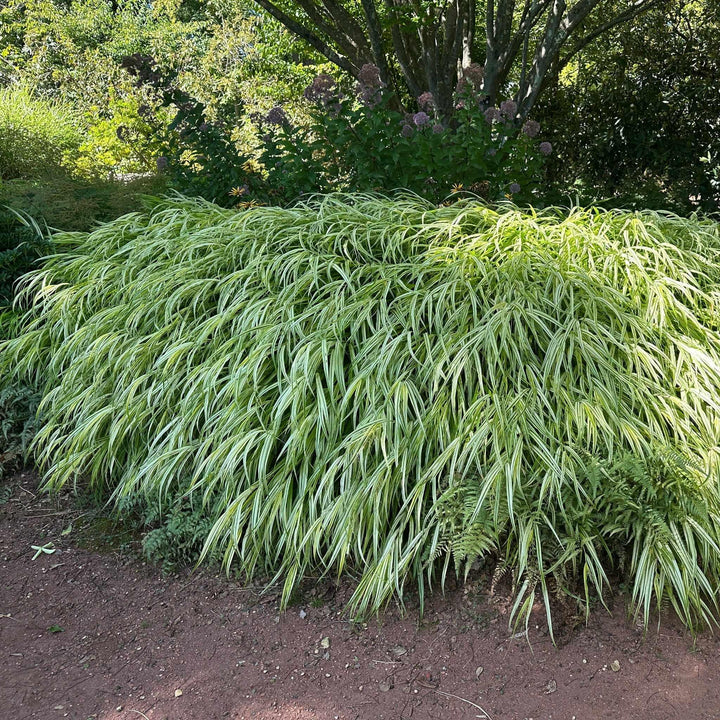 Golden Variegated Japanese Forest Grass