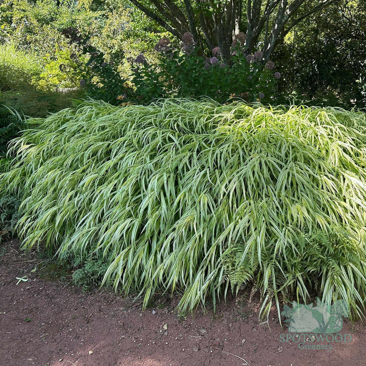 hakonechloa-macra-golden-variegated-hakone-grass