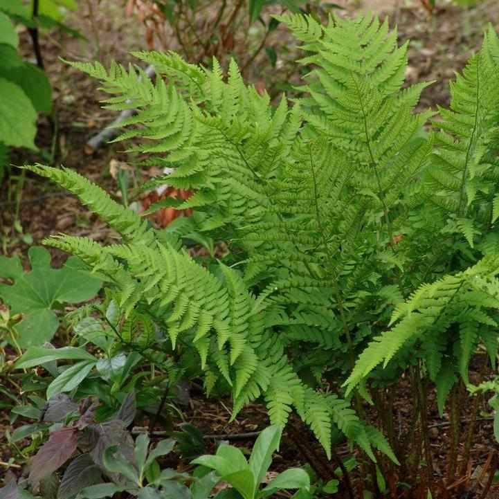 Goldy's Wood Fern