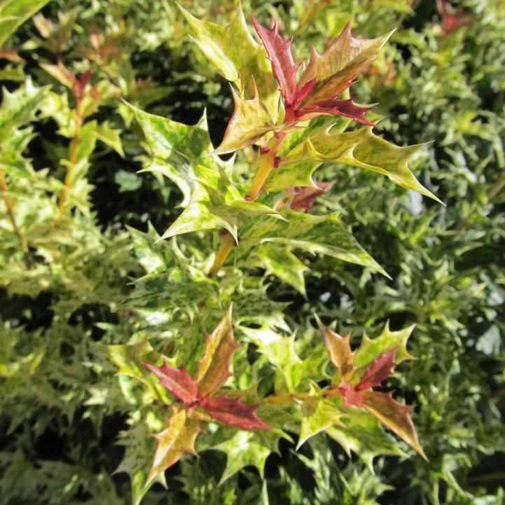 Goshiki False Holly