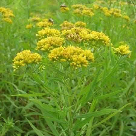 Grass-leaved Goldenrod