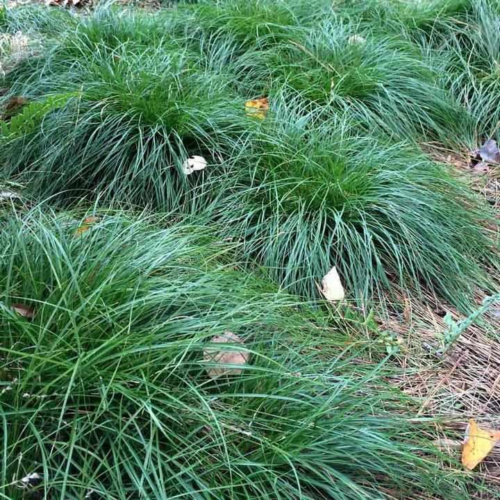 Grassland Sedge