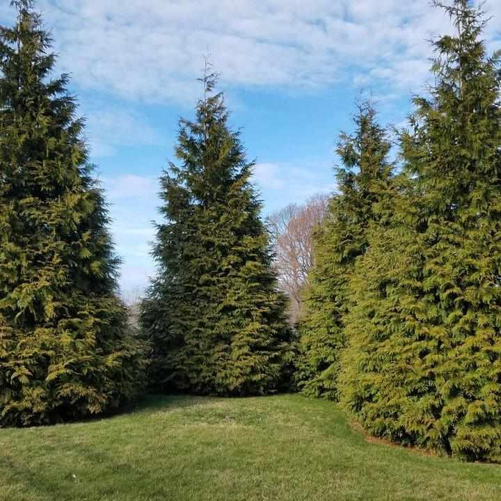 Green Giant Western Arborvitae