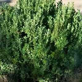 Green Mountain Boxwood