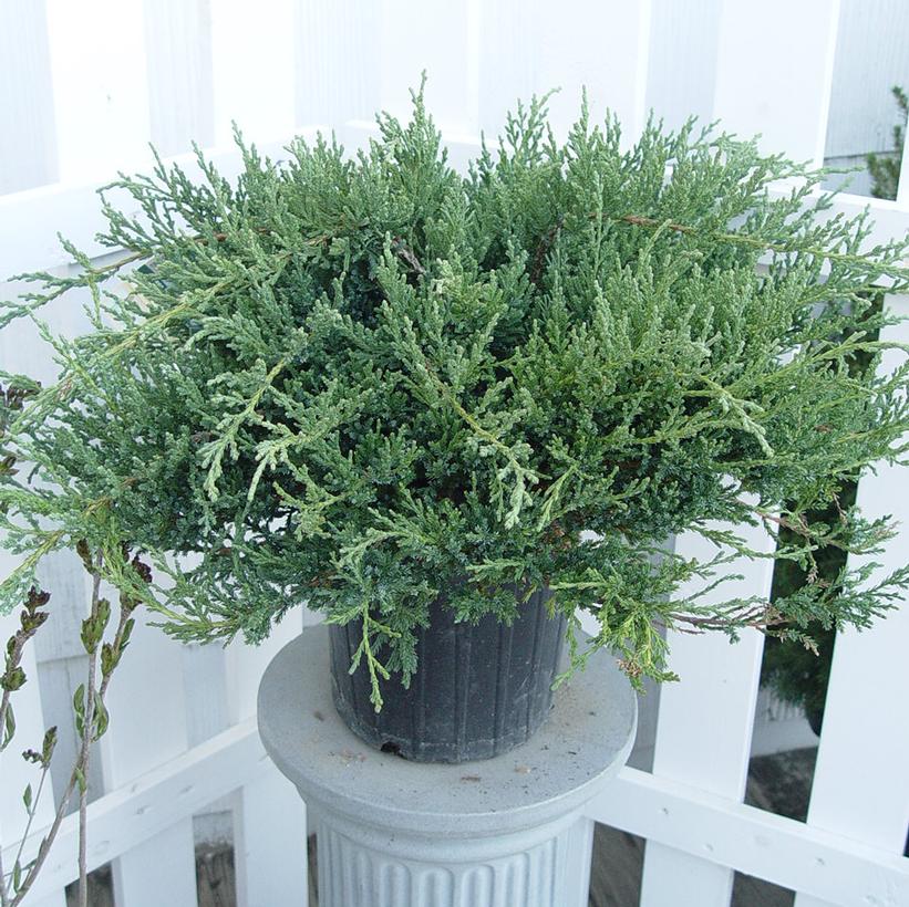 Green Sargent Juniper