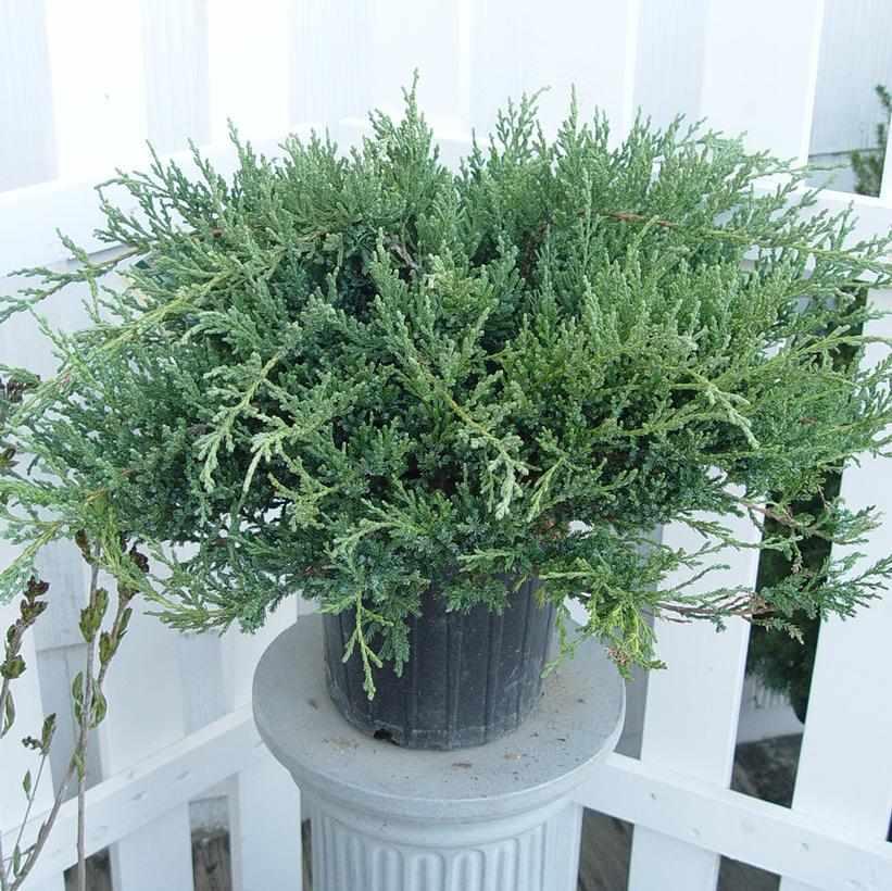 Green Sargent Juniper