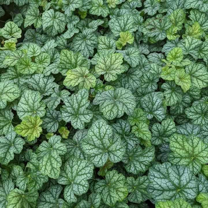 Green Spice Coral Bells