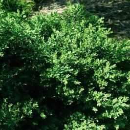 Green Velvet Boxwood