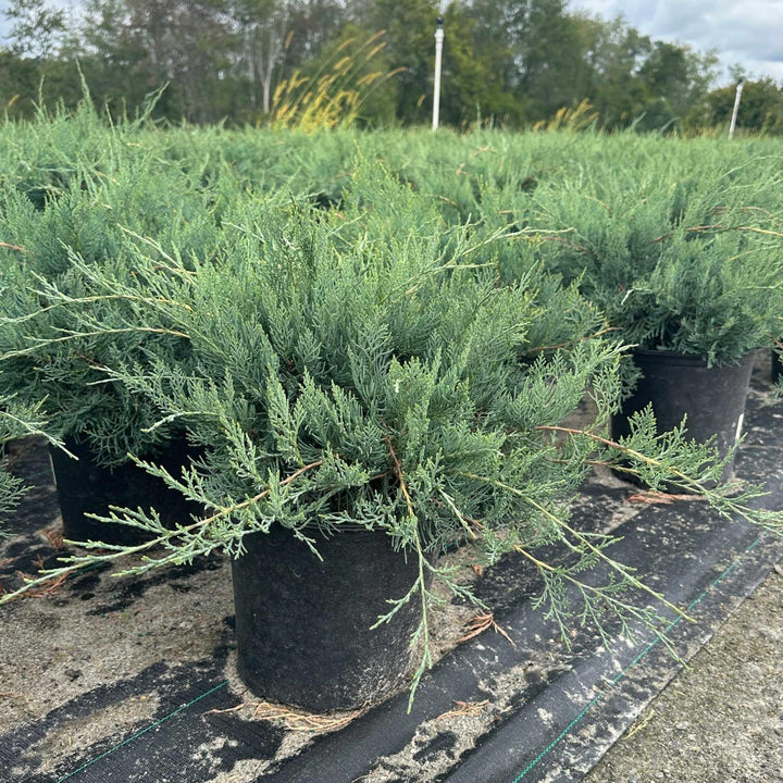 Grey Owl Red Cedar