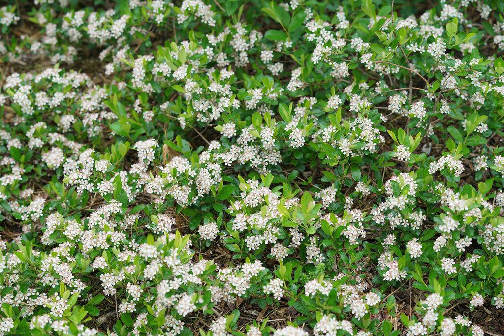 Ground Hug® Chokeberry