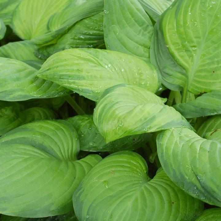 Guacamole Hosta