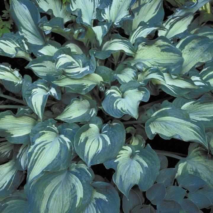 Guardian Angel Hosta