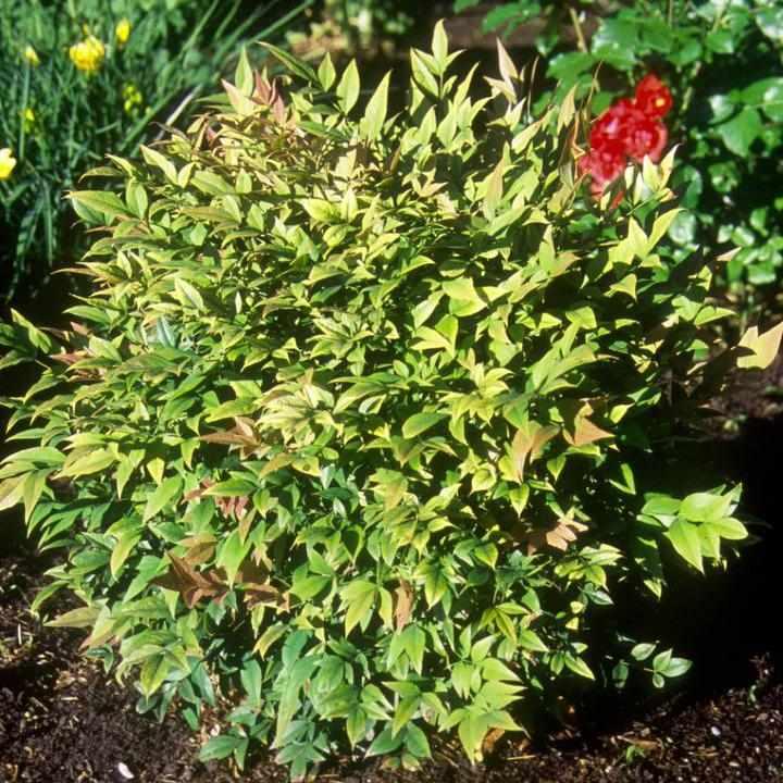 Gulf Stream Heavenly Bamboo