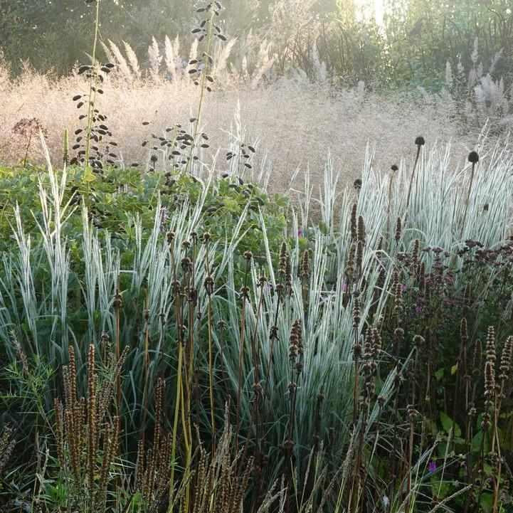 Ha Ha Tonka Little Bluestem