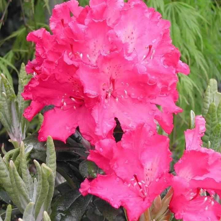 Haaga Rhododendron