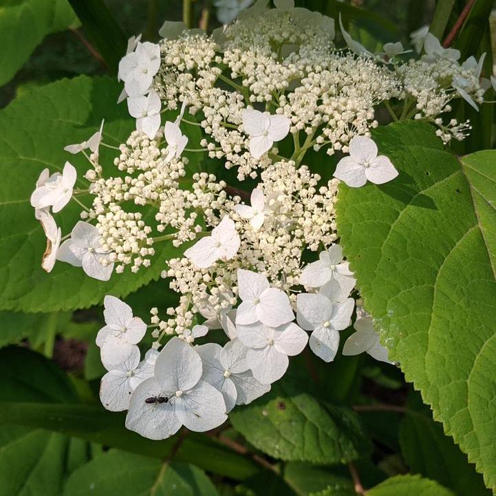 Haas Halo Smooth Hydrangea